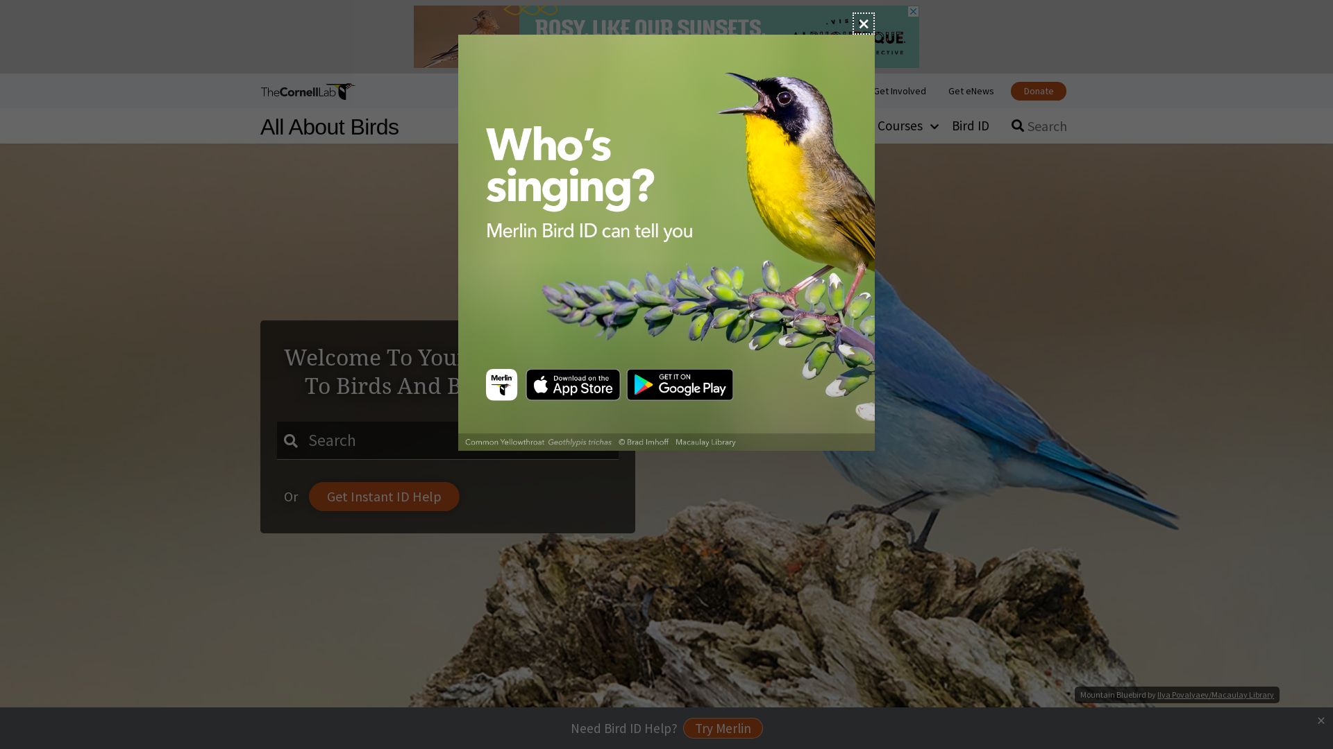 Stato del sito web allaboutbirds.org è   ONLINE