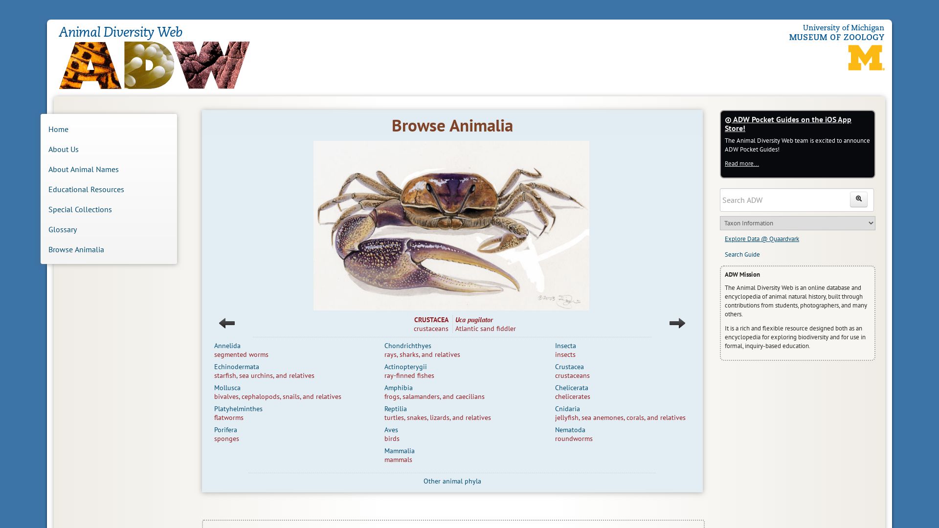 Stato del sito web animaldiversity.org è   ONLINE